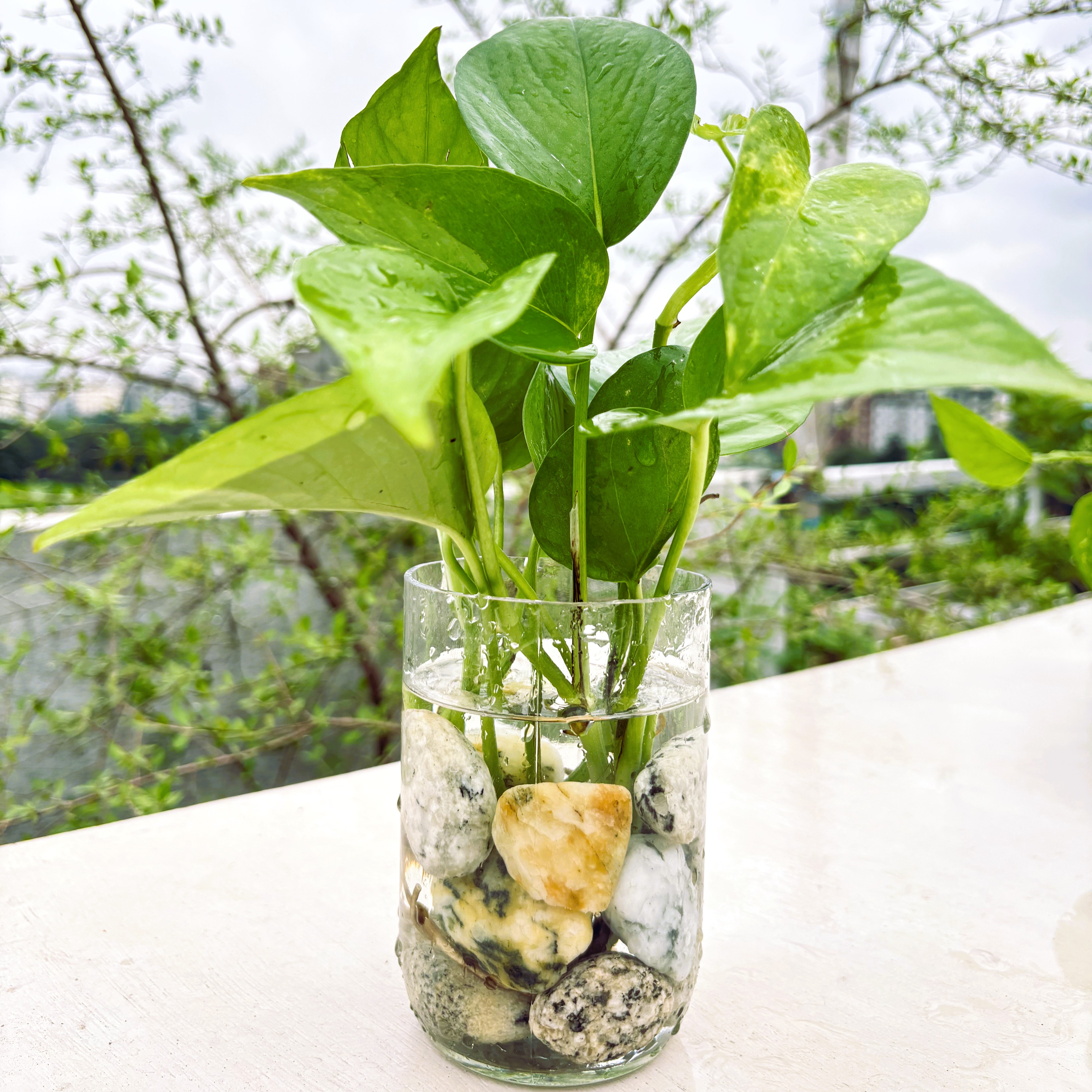 Glass jar with original indoor plants (golden pothos) and natural stone